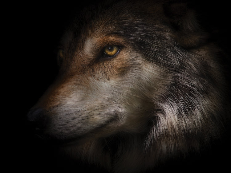 Where Light and Dark Meet