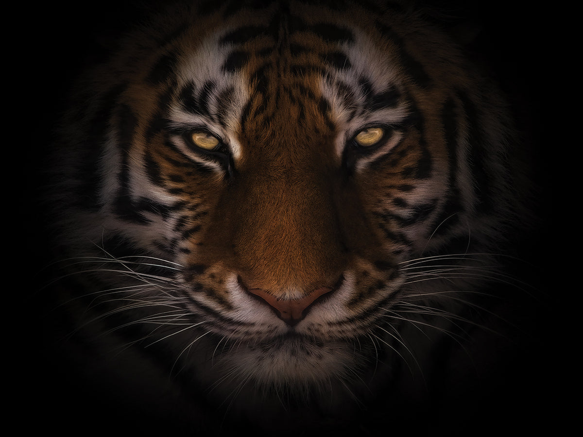 Eyes of Warning