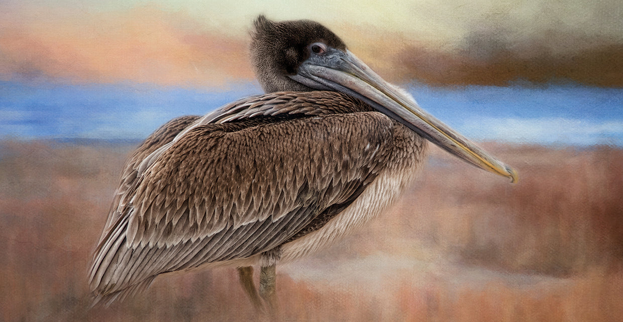 Pelican Stare