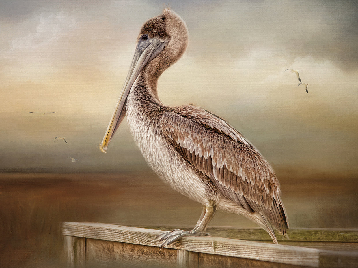 Pelican's Perspective