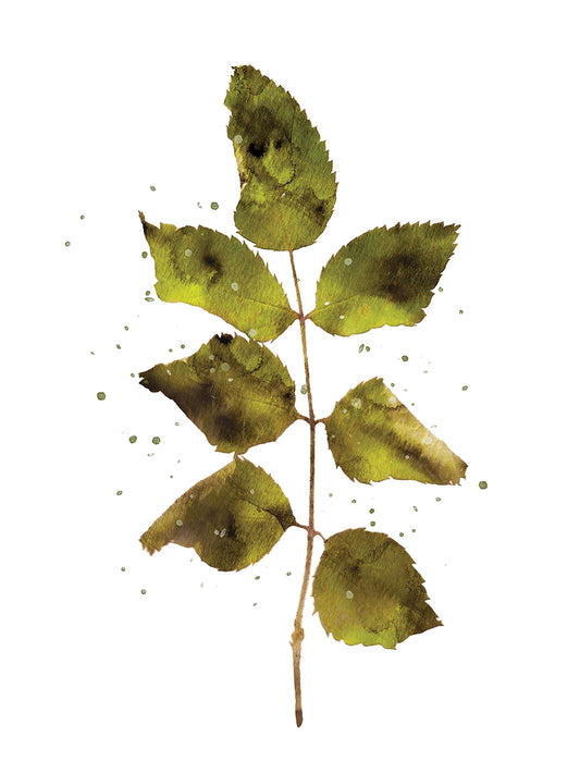 Leaf Stalk Study Canvas Print