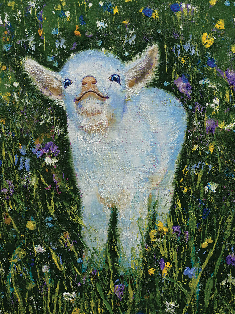 Baby Goat