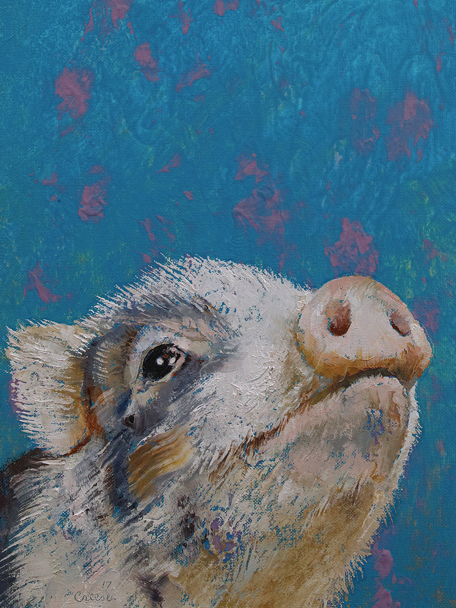 Baby Pig
