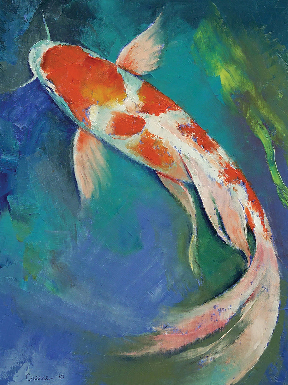 Kohaku ButterflyKoi