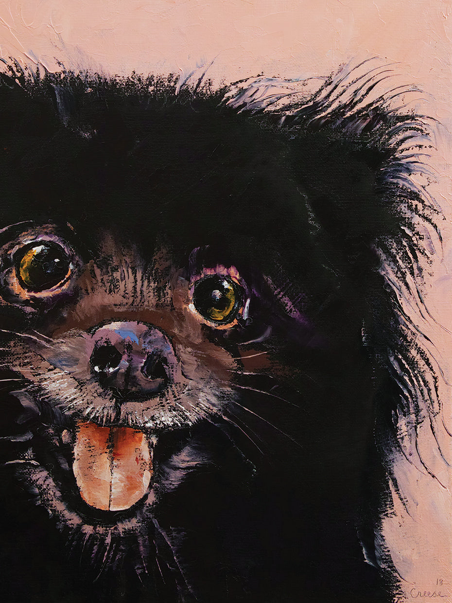 Black Pomeranian