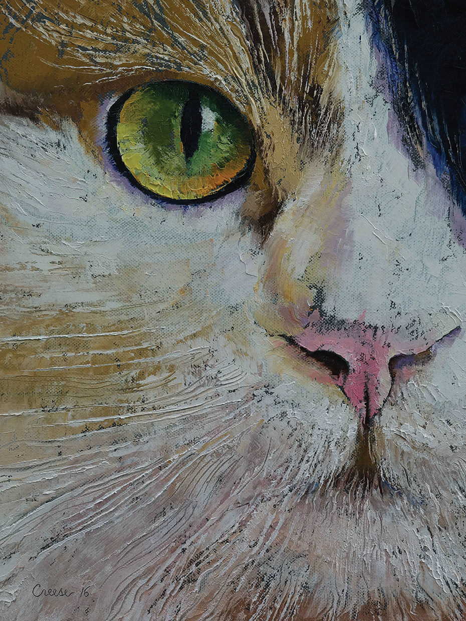 Calico Cat