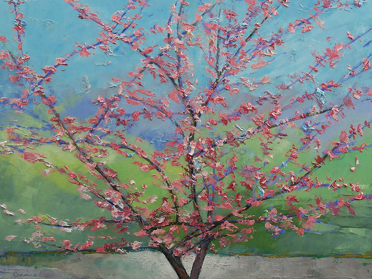 Eastern Redbud Tree