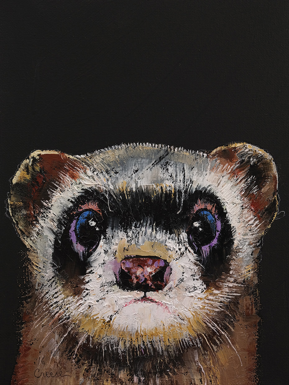 Ferret