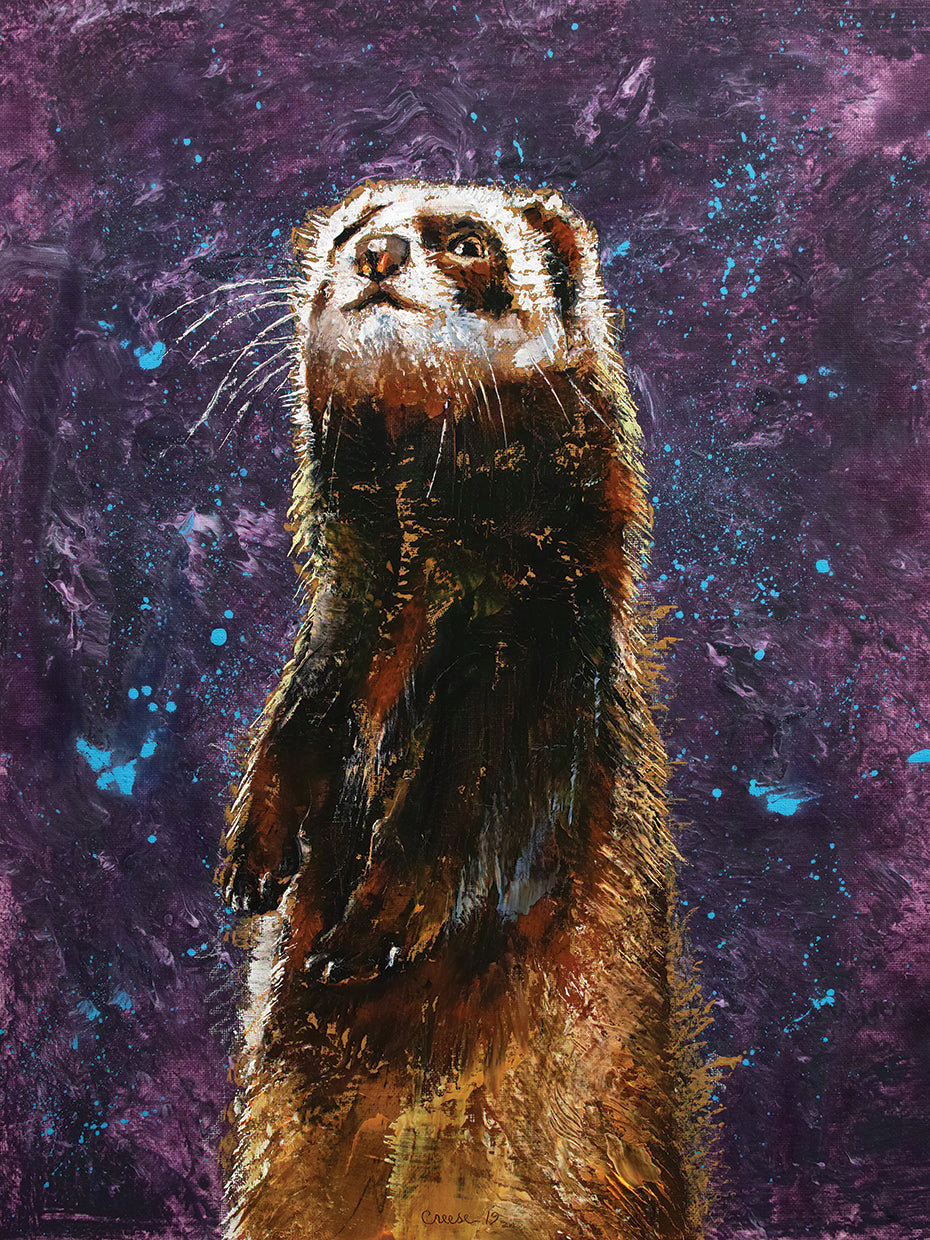 Sable Ferret