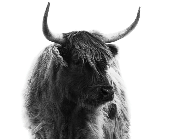 Highlander Day Dreamer BW