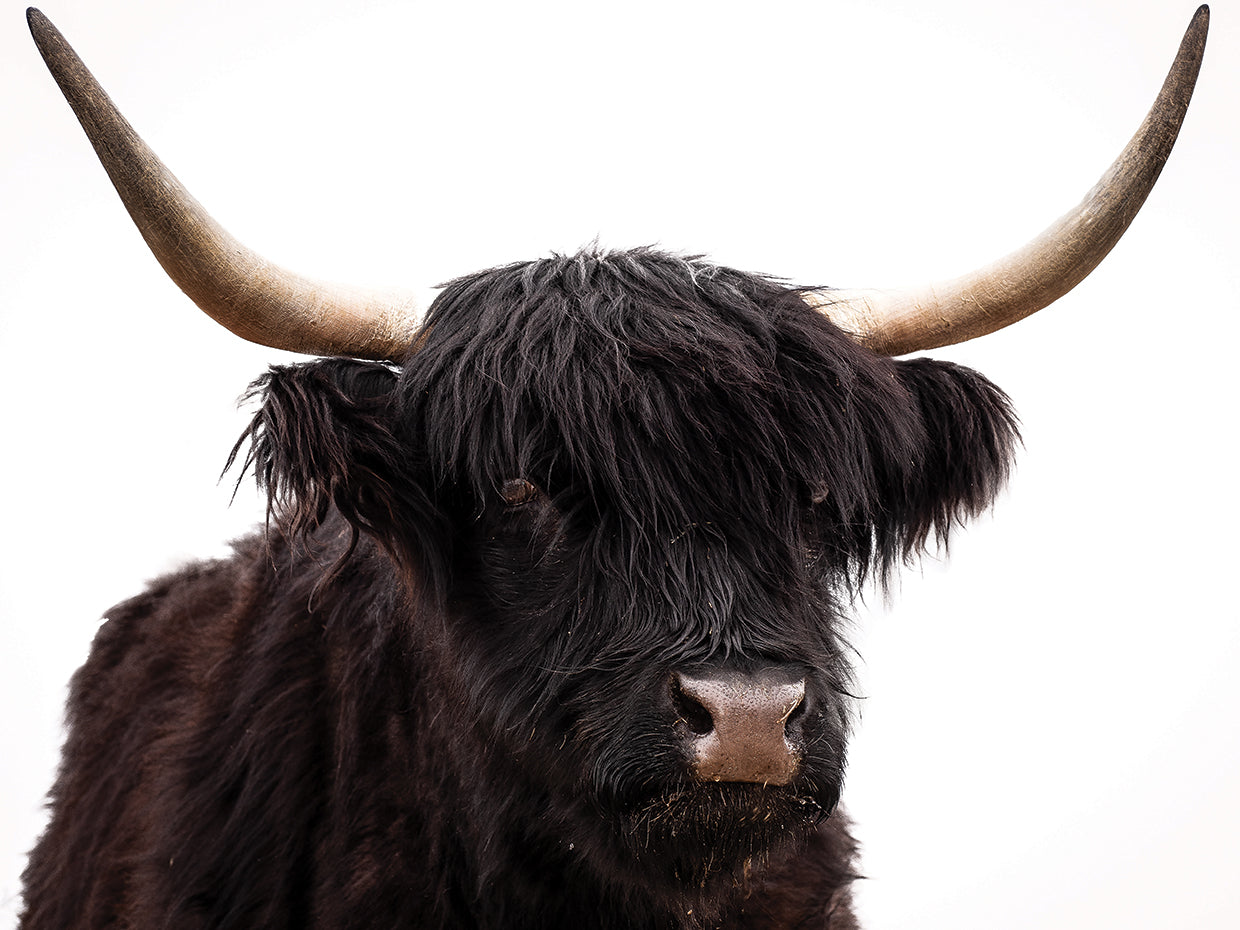 Highlander Intuition