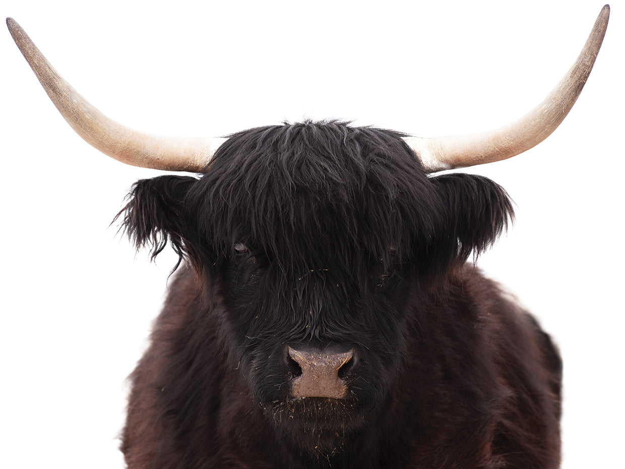 Highlander Standing Tall