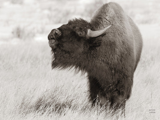 Bison Call BW Canvas Print