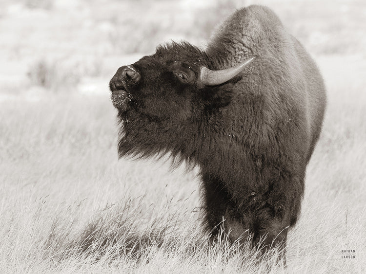 Bison Call BW
