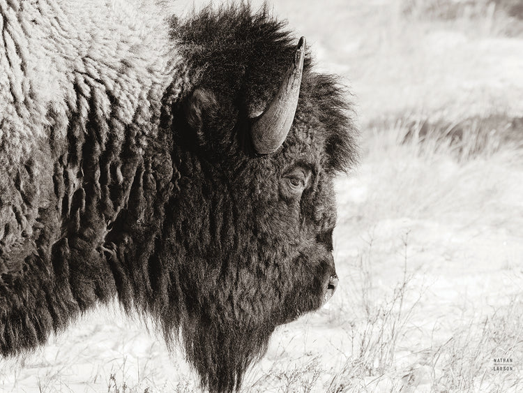 Bison Profile BW