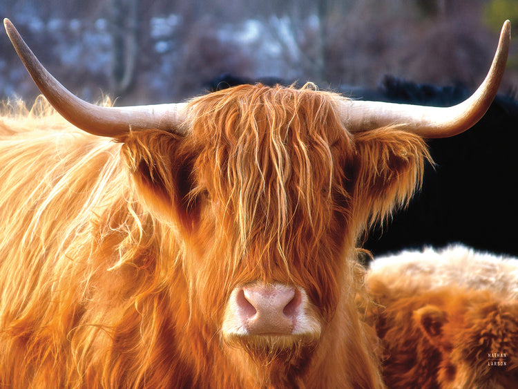 Highland Cow Sunshine