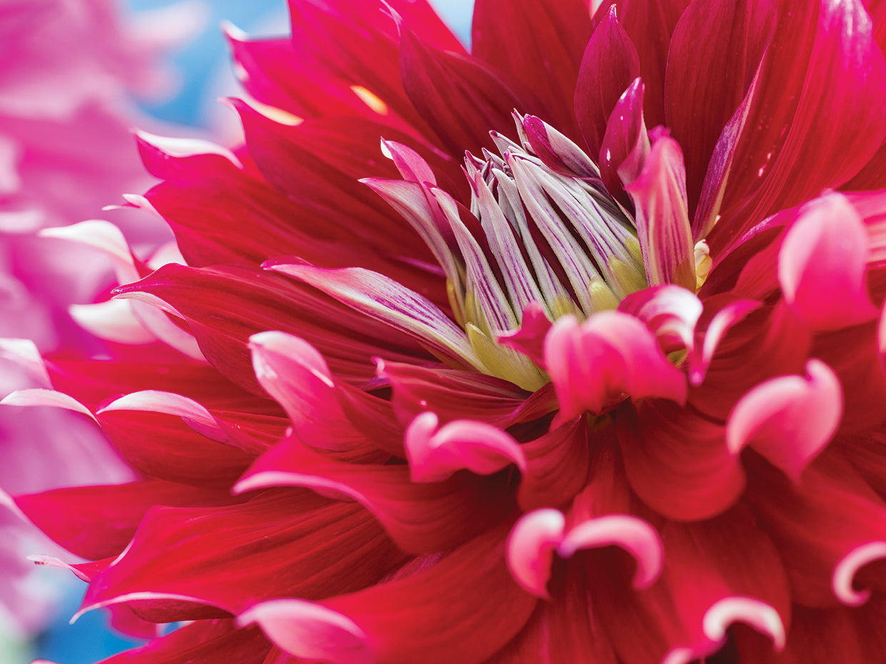 Perfect Petals II