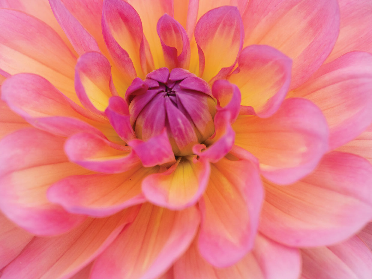 Perfect Petals III