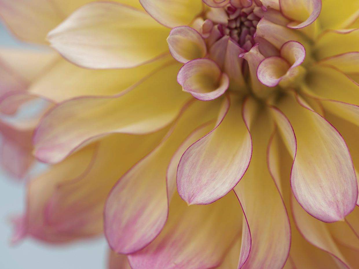 Perfect Petals IV