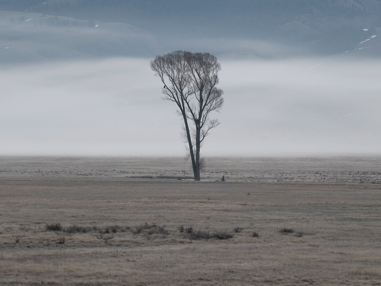 Solitary