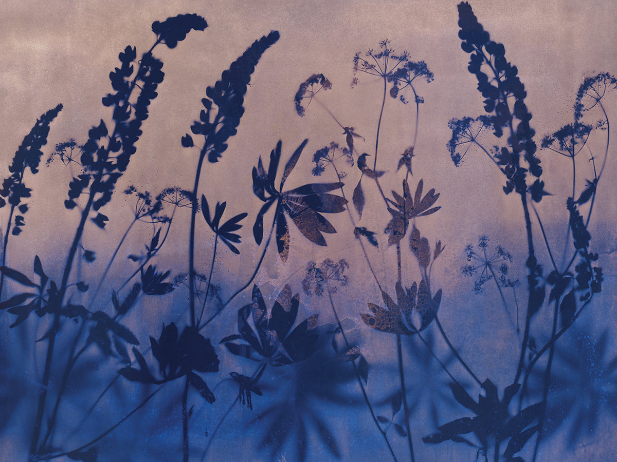 Solstice Lupine V30