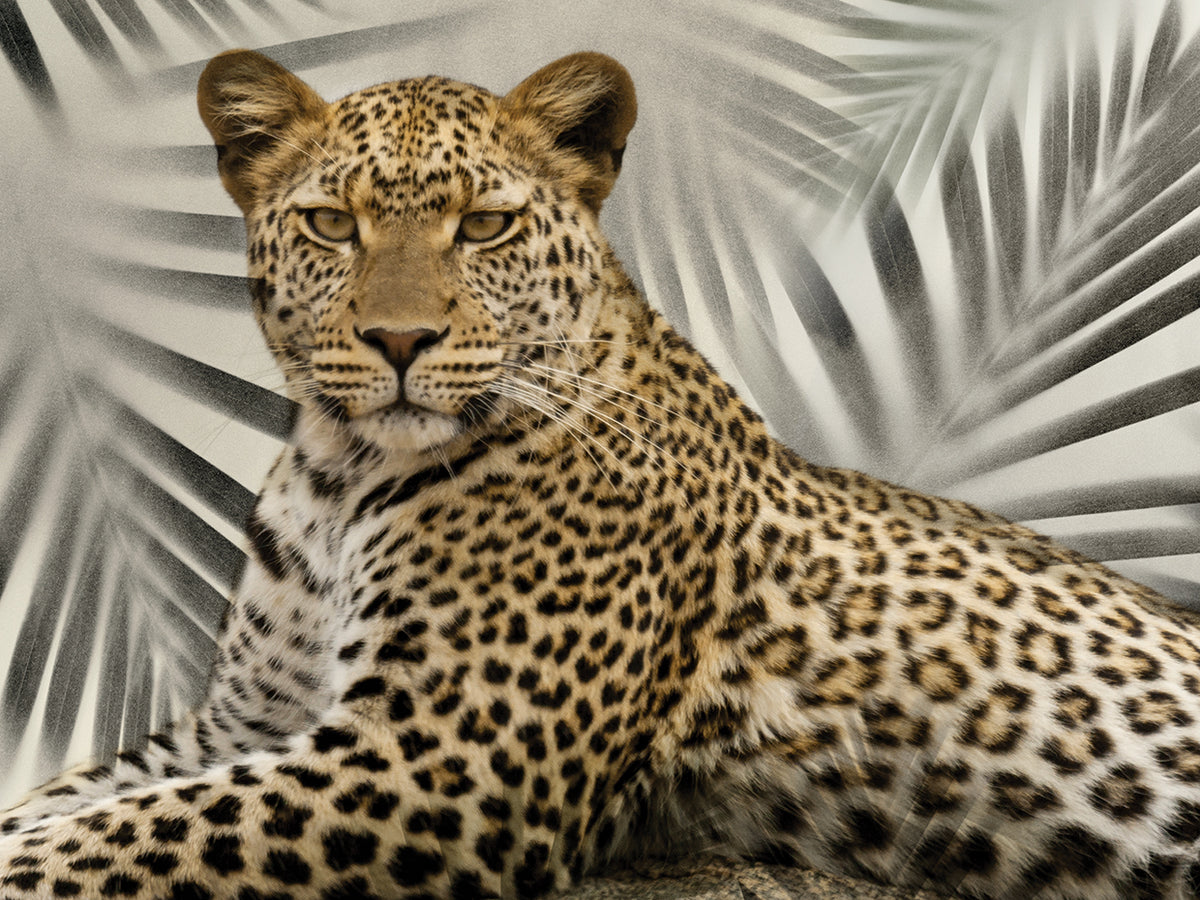 Boho Cheetah