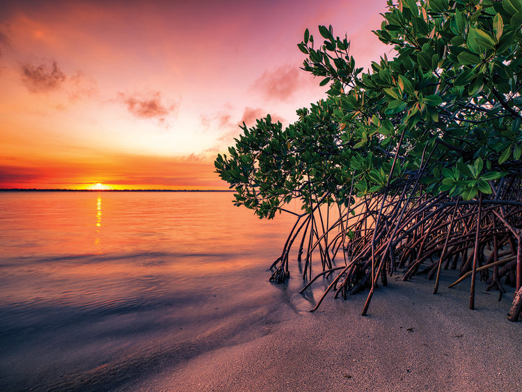 Pink Sunset at Shore