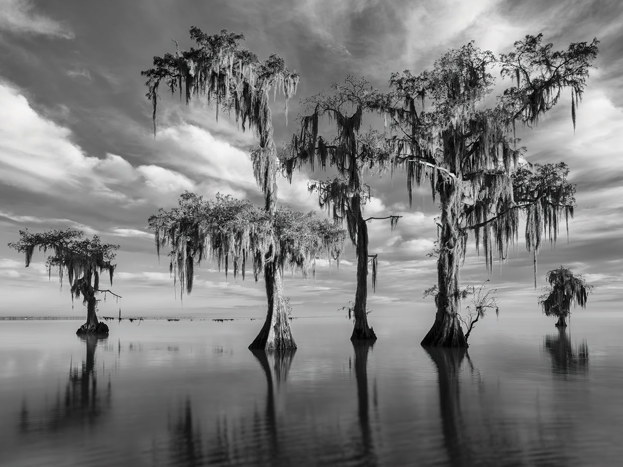 B&W Trees on Water