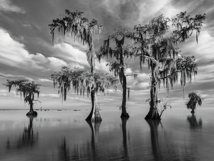B&W Trees on Water