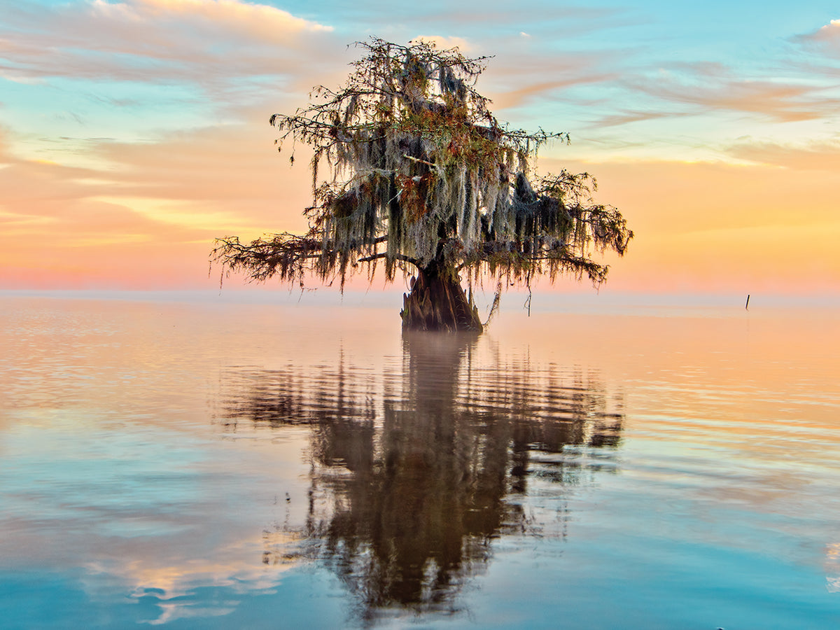 Tree on Water