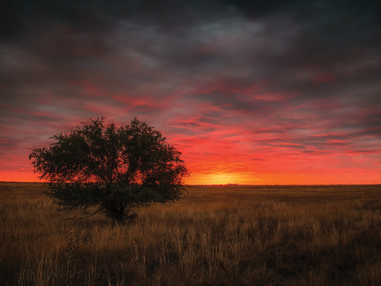 Alone on the Priairie