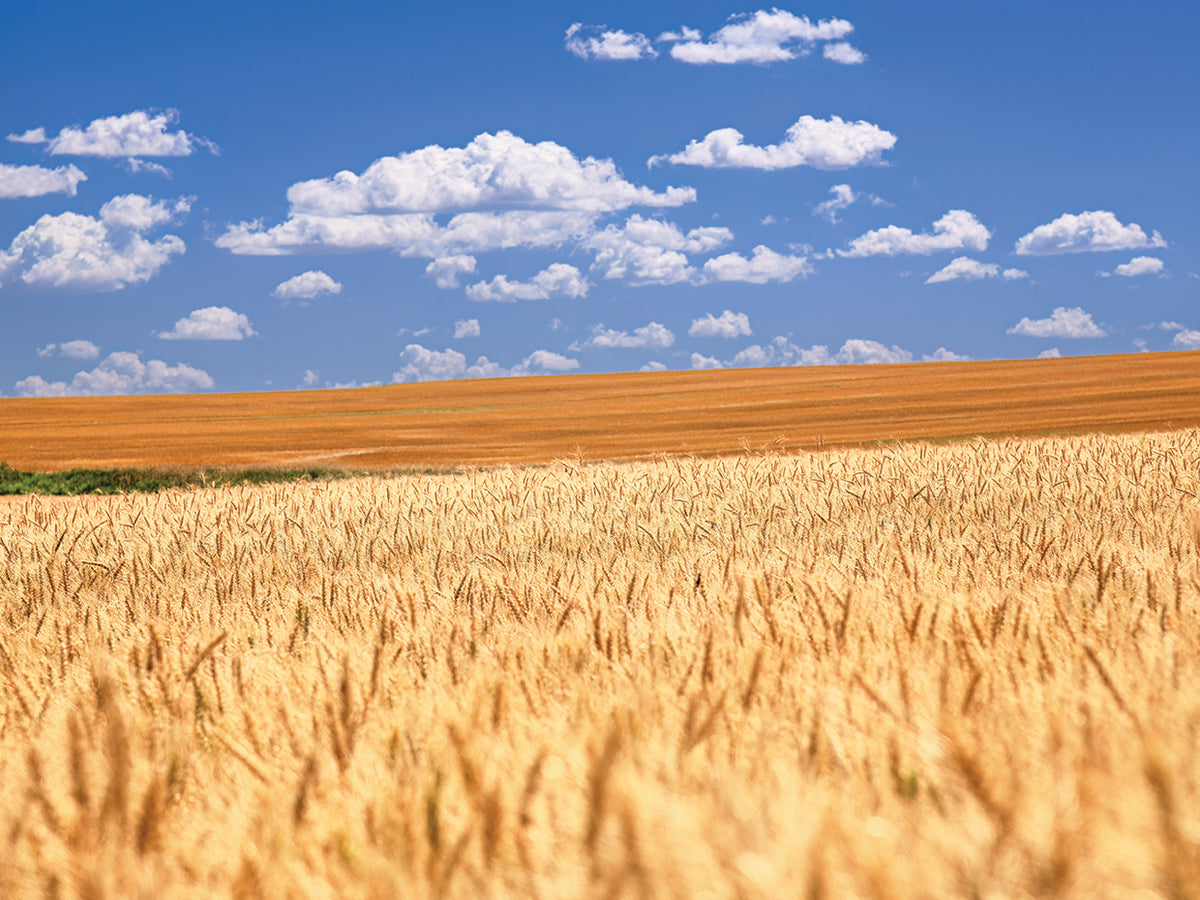 Breadbasket
