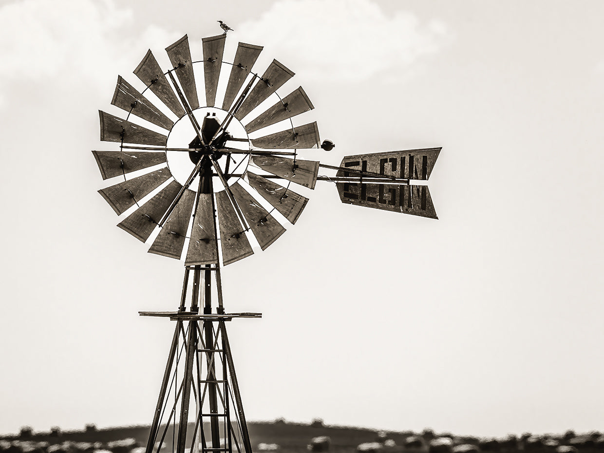 Bird on a Windmill