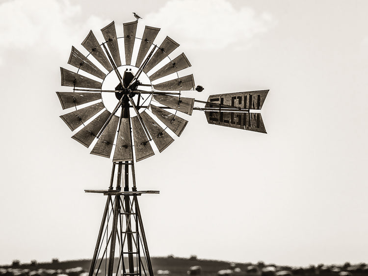 Bird on a Windmill