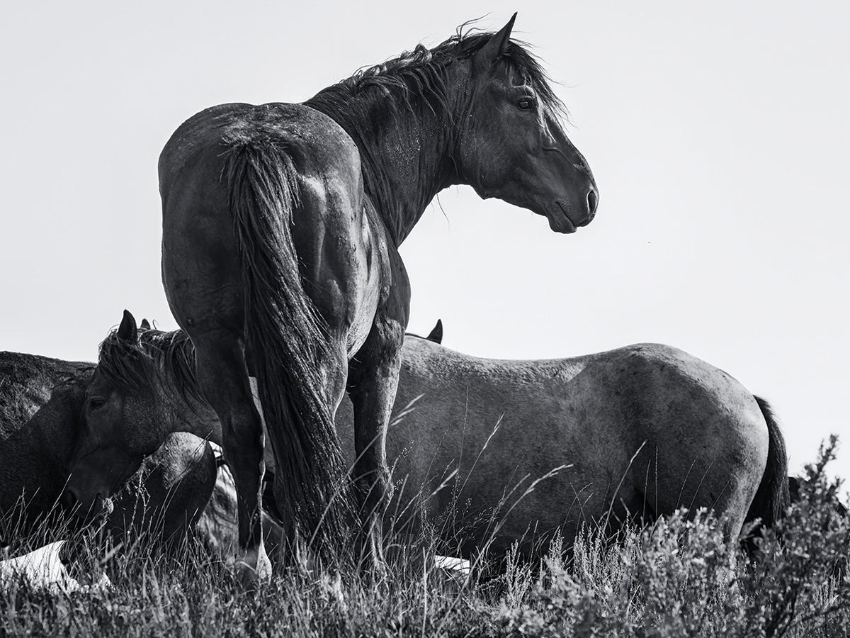 Wild Stallion