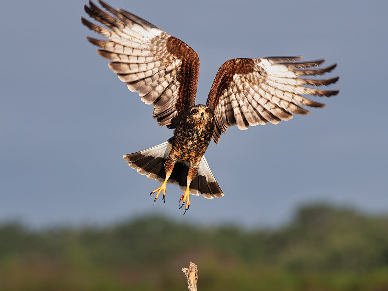 Grabbing Air Snail Kite in Flight
