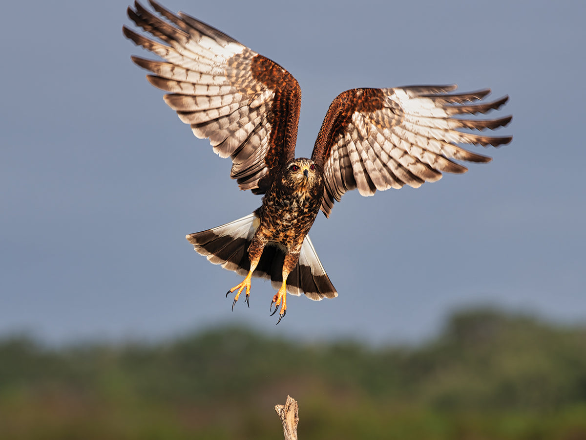 Grabbing Air Snail Kite in Flight