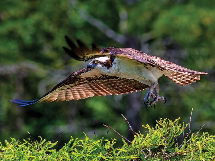 Osprey Liftoff