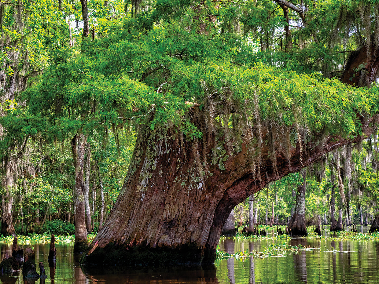 Blind River Umbrella