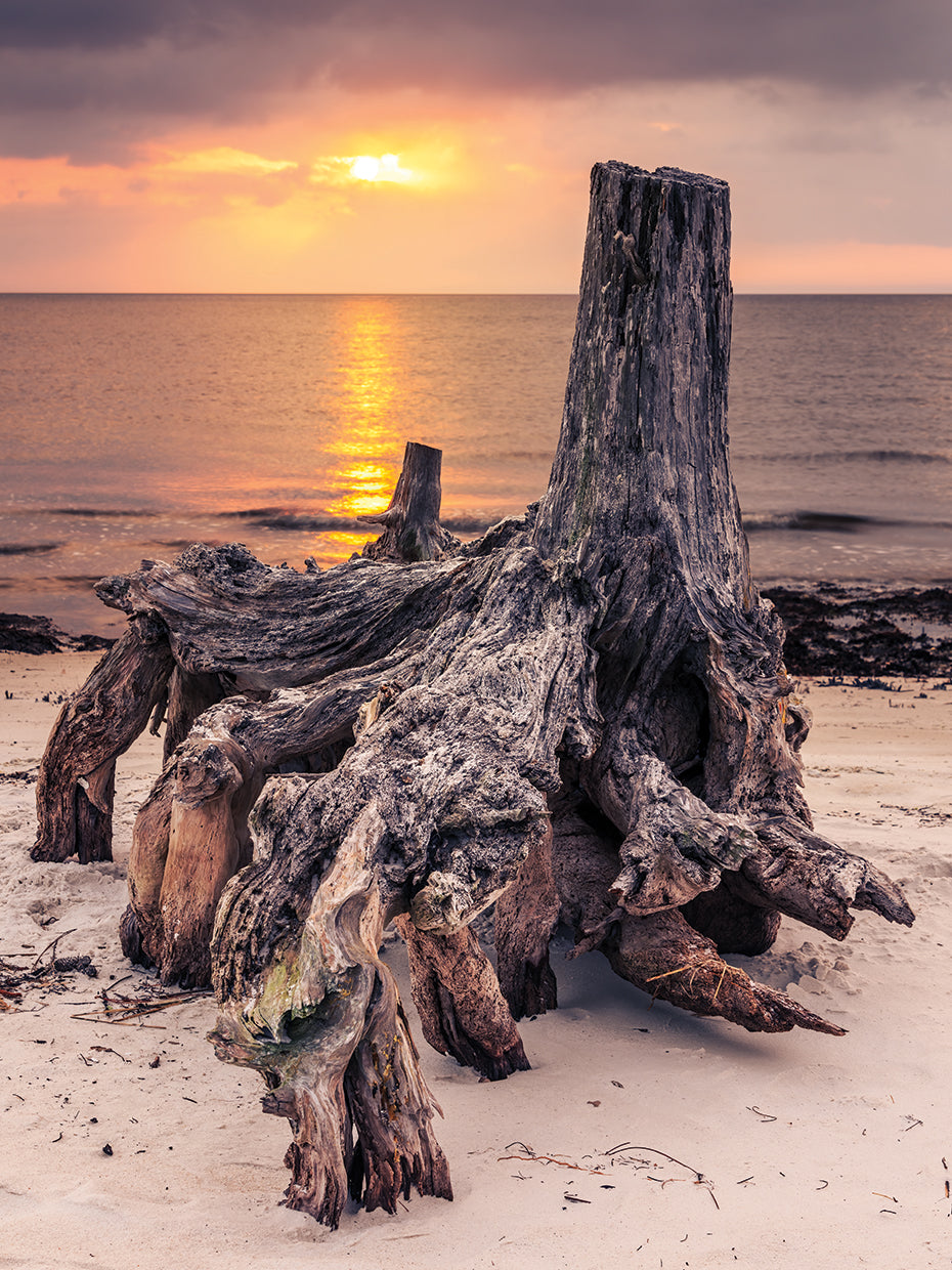 Sunrise Over Mashes Sands Stump