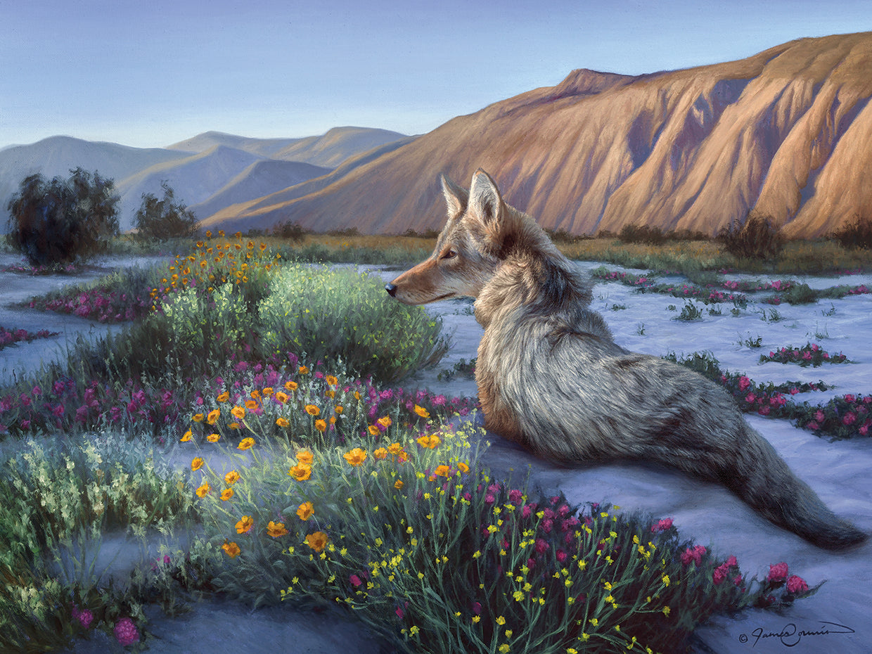 Desert Coyote