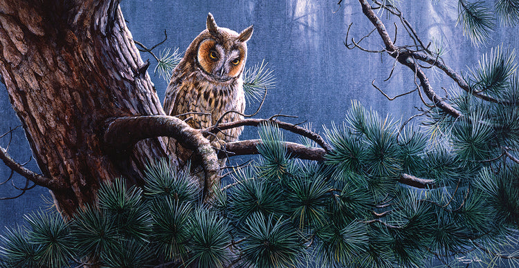 In the pines - long eared owl