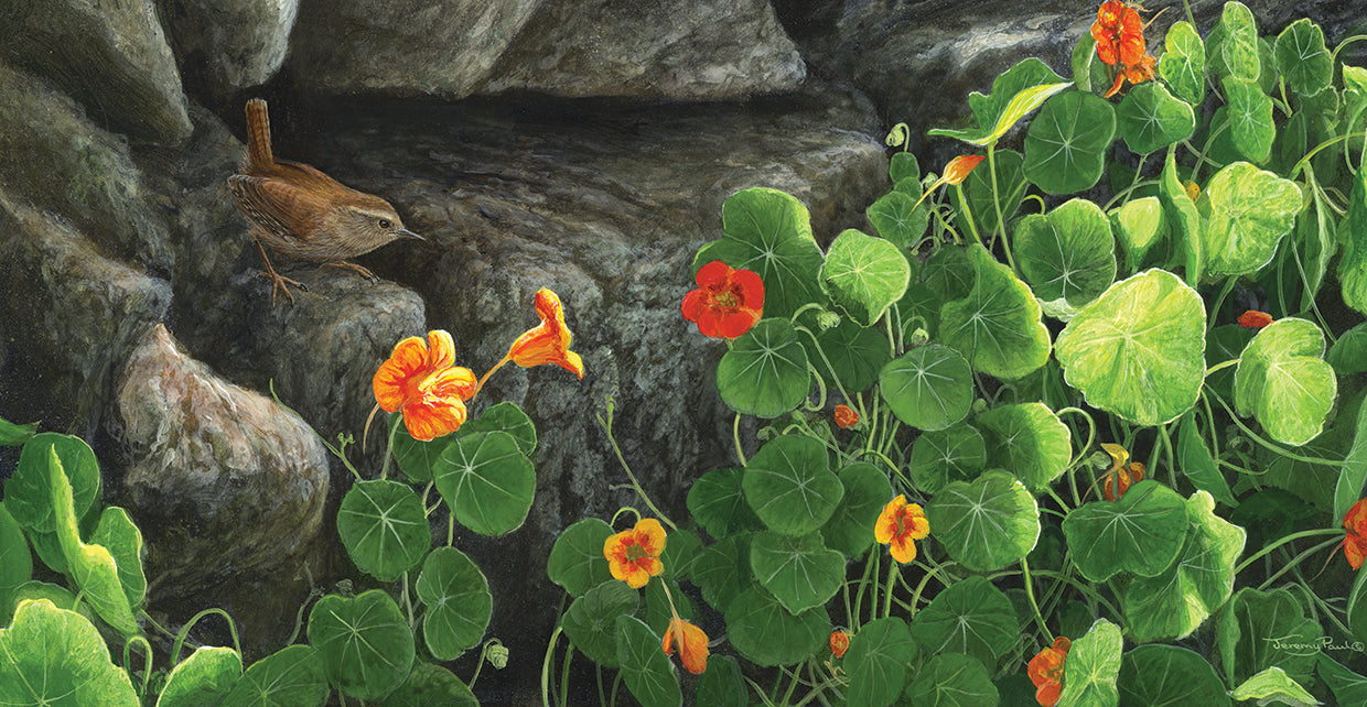 Nasturtiums and wren