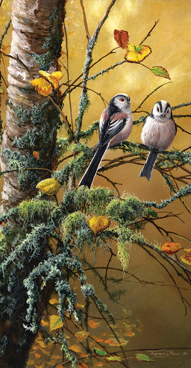 long-tailed-tits-jeremy-paul