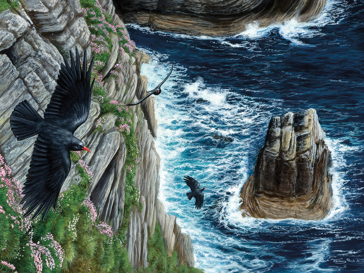 Choughs