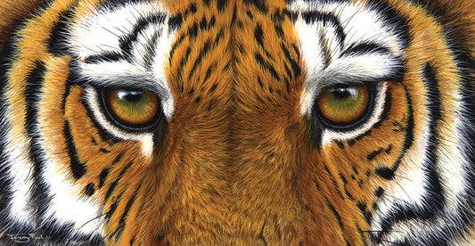782 tiger eyes