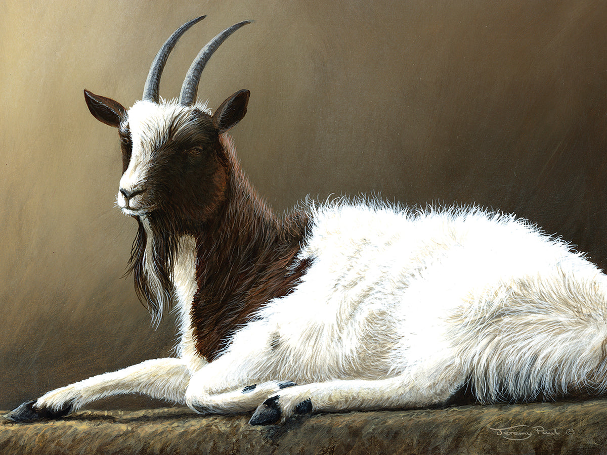 Bagot Goat