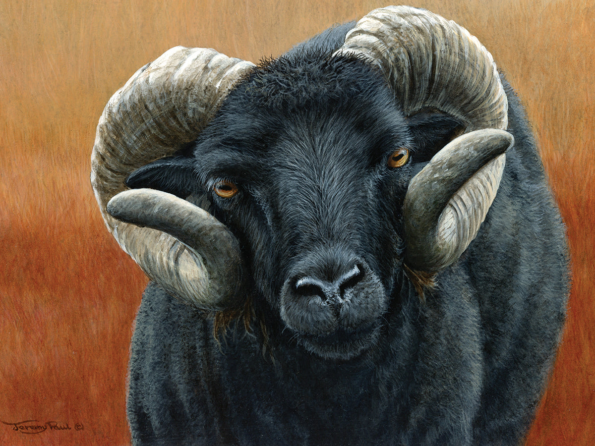 884 Hebridean