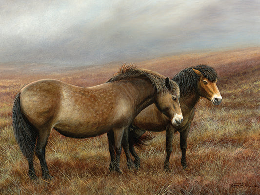 Exmoor ponies Canvas Print