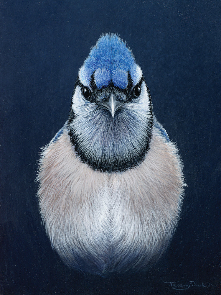 Blue jay